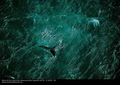 How Does the Ocean Get Rights and Why Does It Need It? Image